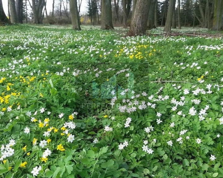 Obiekt Sprzedaż Kolonia Paplin